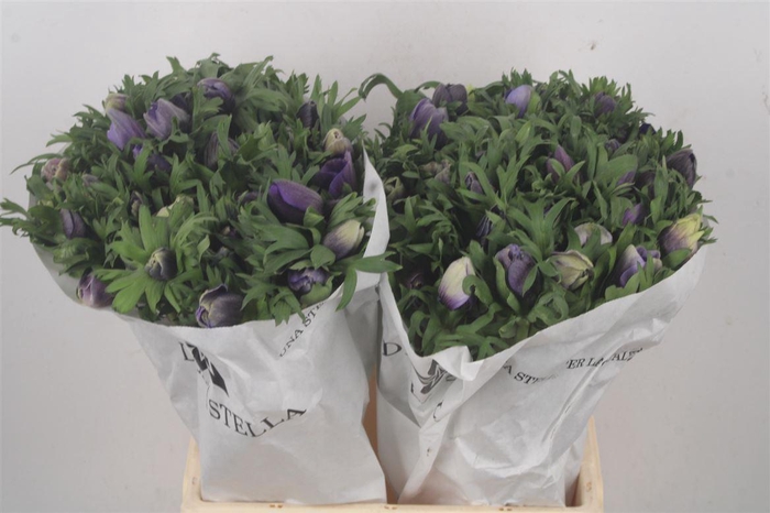 <h4>Anemone Mistral Azzurr Pale Blue</h4>