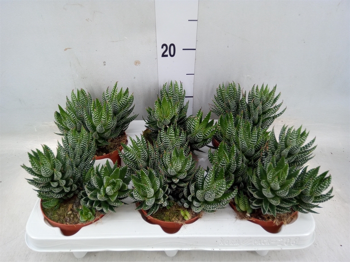 <h4>Haworthia   ...</h4>