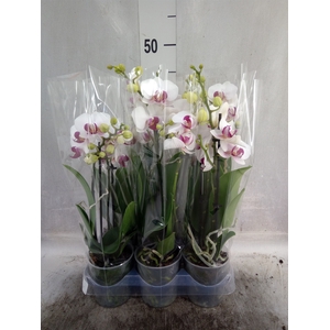 Phalaenopsis multi.   ...white