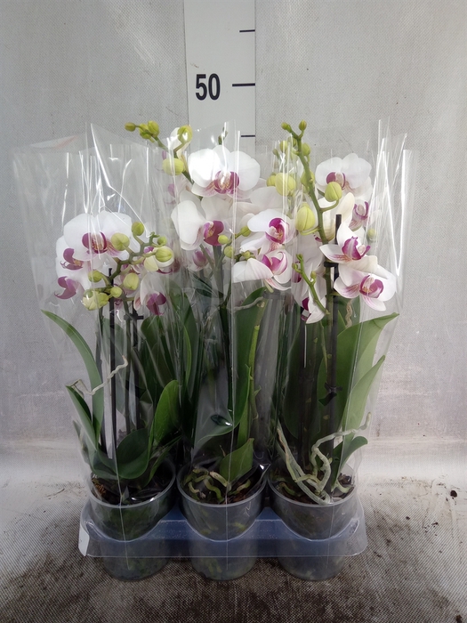 <h4>Phalaenopsis multi.   ...white</h4>