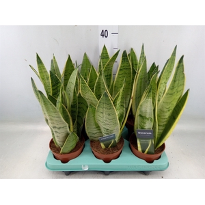 Sansevieria trifa.   ...