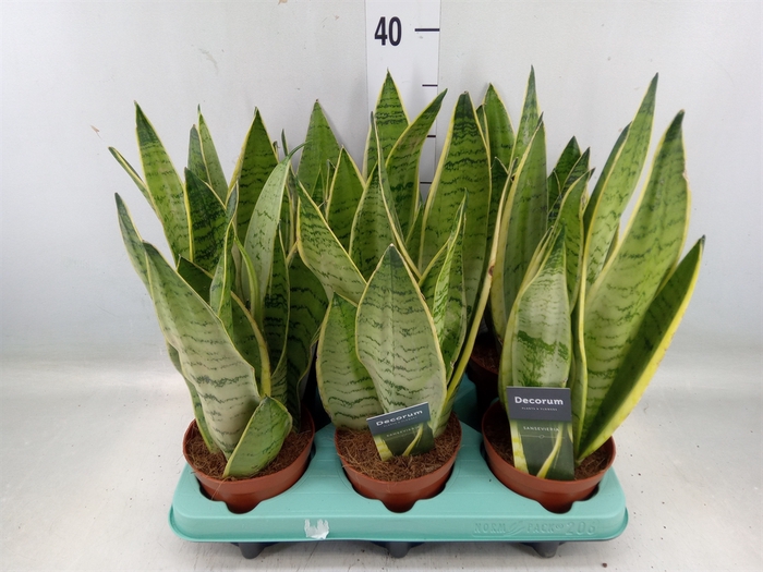 <h4>Sansevieria trifa.   ...</h4>