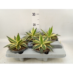 Agave lophantha 'Quadricolor'