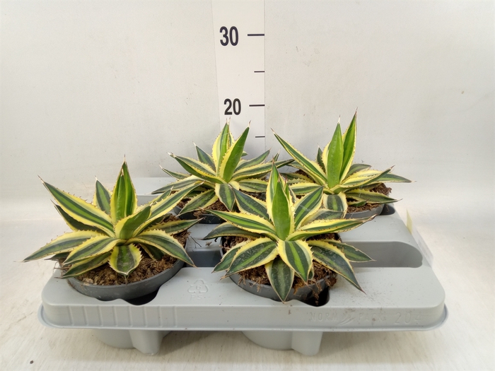 <h4>Agave lophantha 'Quadricolor'</h4>