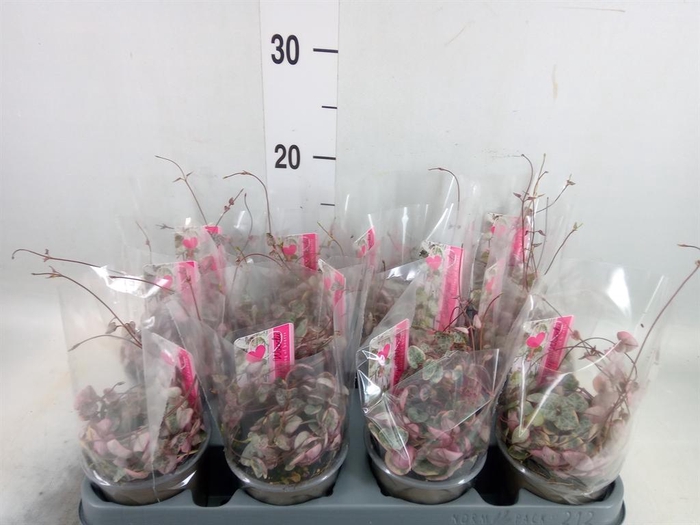 <h4>Ceropegia woodii 'Variegata'</h4>