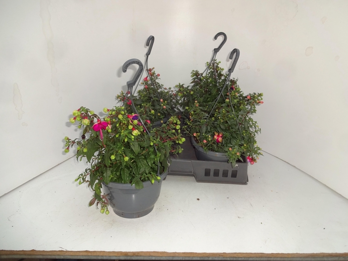 <h4>FUCHSIA GEM</h4>