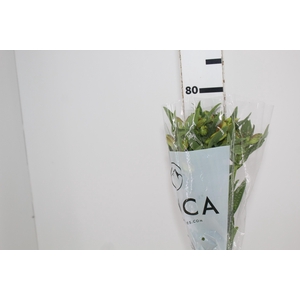 ALSTROEMERIA SUNNY LADY 080 CM