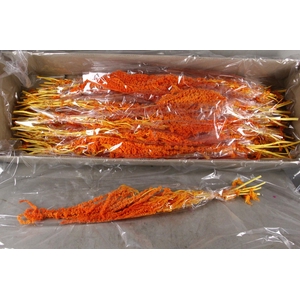 PF Amaranthus Hang Orange Bs
