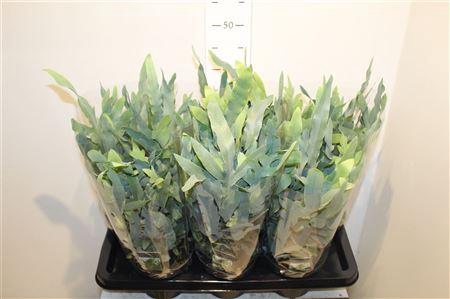 <h4>Phlebo A Blue Star</h4>