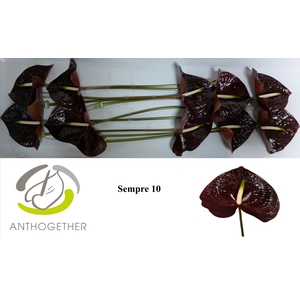 Anthurium Andreanum Grp Sempre
