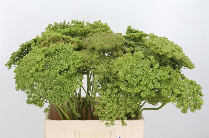 <h4>Ammi Majus Visnaga Zaad</h4>