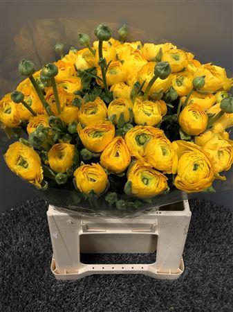 <h4>Ran Eleg Sup Yellow</h4>