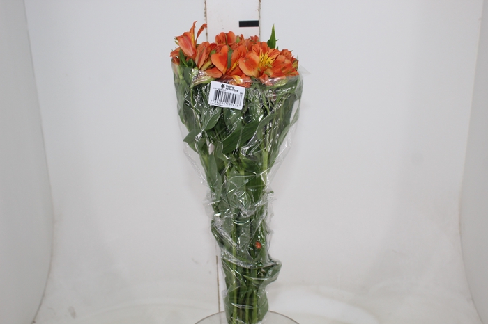 <h4>ALSTROEMERIA ORANGE QUEEN 080 CM</h4>