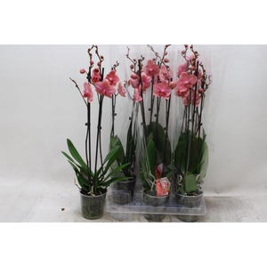 PHAL OV ROOD