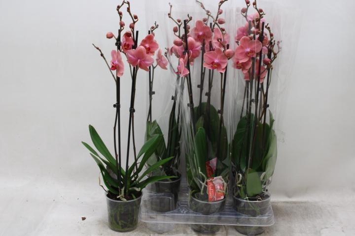 <h4>PHAL OV ROOD</h4>