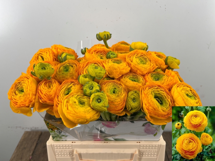 <h4>RANUNCULUS OV</h4>