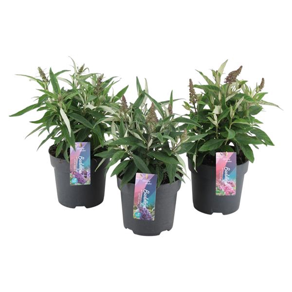 <h4>Buddleja Candy gemengd 3 kleuren p17 (PT)</h4>