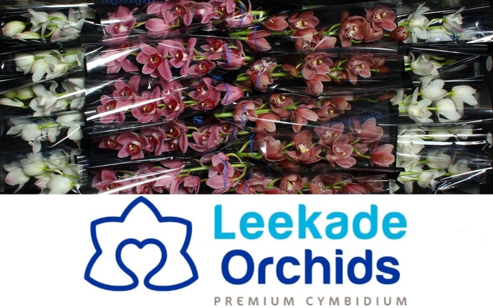 <h4>Cymb Mi Valentine Mix Leekade 20% Extra Packed</h4>