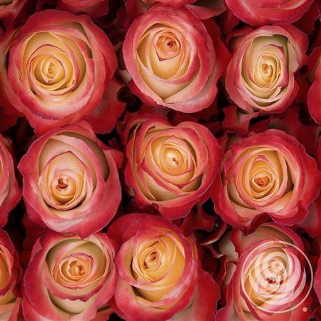 <h4>R Eq Cabaret</h4>