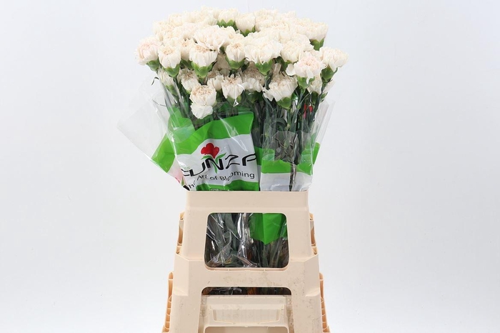 <h4>Dianthus ST 'Moon Golem'</h4>