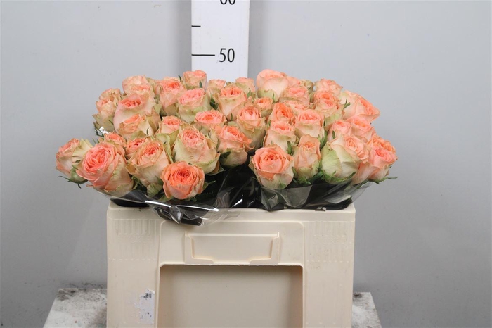 <h4>R Gr Barbarella</h4>