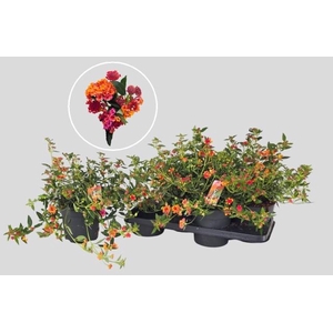 LANT C HAVANA ROSE