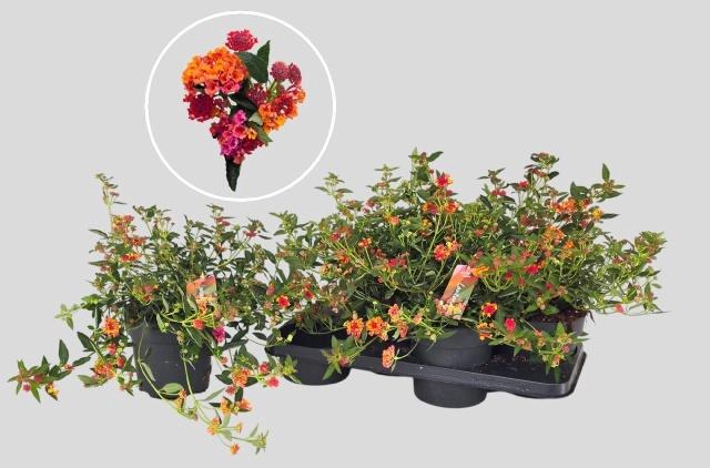 <h4>LANT C HAVANA ROSE</h4>