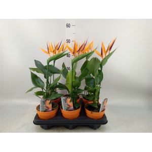 Arr.  Strelitzia L%