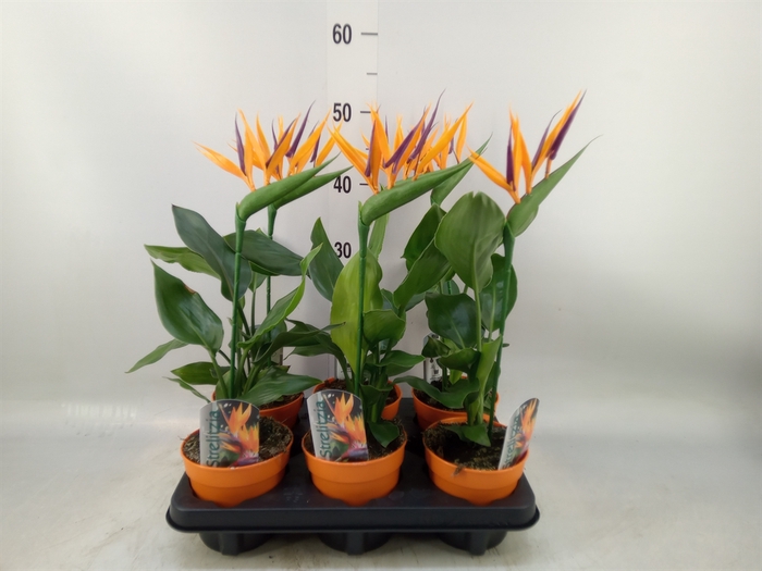 <h4>Arr.  Strelitzia L%</h4>