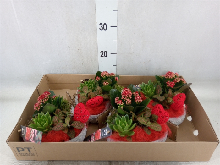 <h4>Arr.   Planten L%</h4>