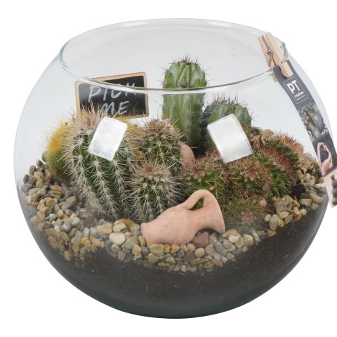 PTCT4674 Arrangementen Cactus