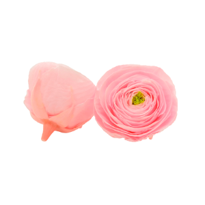 Ranunculus pin-99