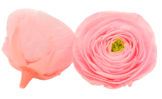 Ranunculus pin-99