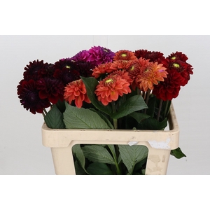 Dahlia Fox Mix