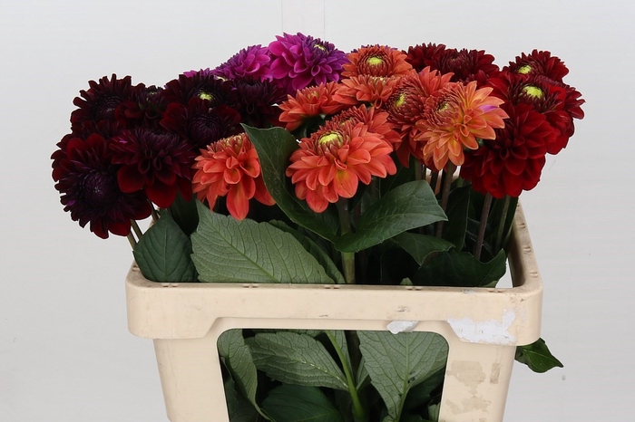 <h4>Dahlia Fox Mix</h4>