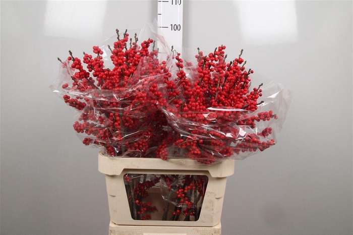 <h4>Ilex Ve Rode Bes</h4>