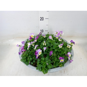 Viola corn. 'Evo Mini Pink Wing'