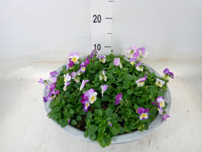 <h4>Viola corn. 'Evo Mini Pink Wing'</h4>