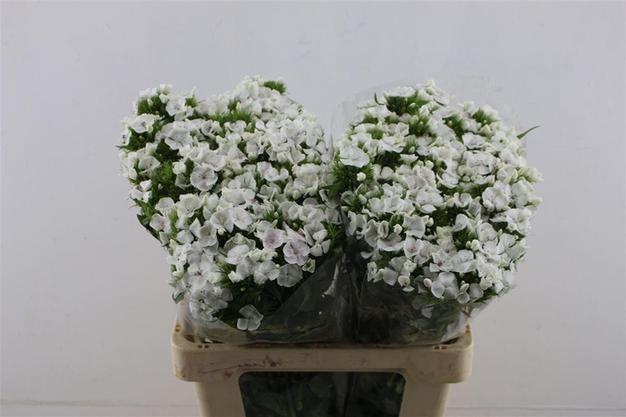 <h4>Di Barb White Duke</h4>