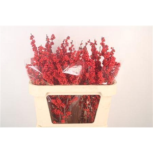 Ilex Verticilata Red Dream Extra