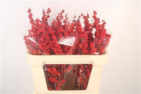 <h4>Ilex Verticilata Red Dream Extra</h4>
