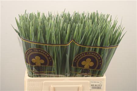 <h4>Iris Blue Magic</h4>