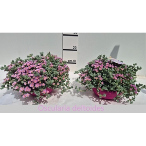 LAMPRANTHUS ROSEUS