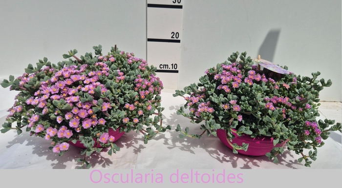<h4>LAMPRANTHUS ROSEUS</h4>