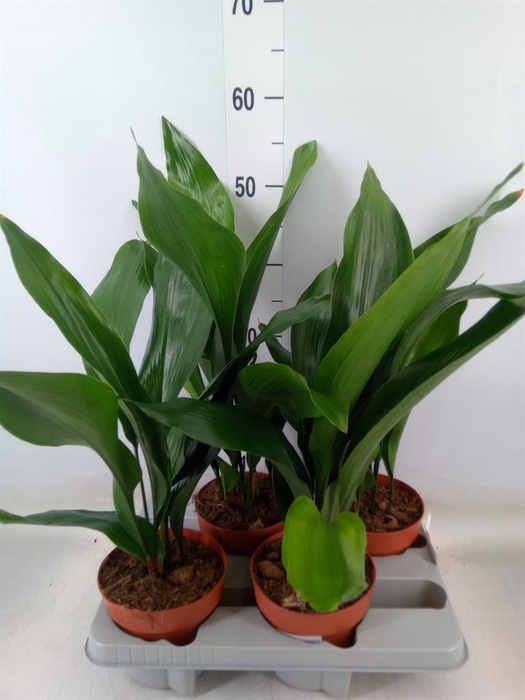 <h4>Aspidistra elat.</h4>