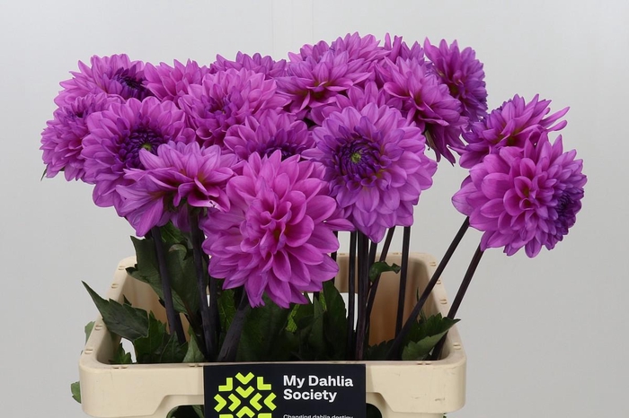 <h4>Dahlia Toledo</h4>