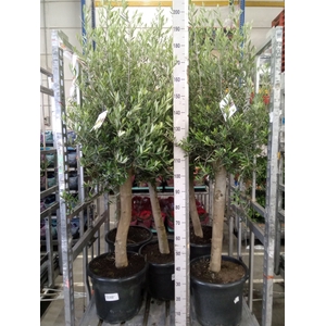 Olea europaea