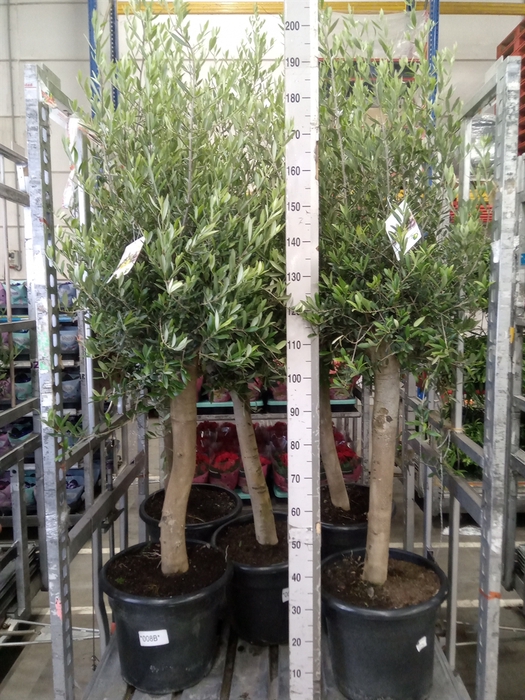 <h4>Olea europaea</h4>