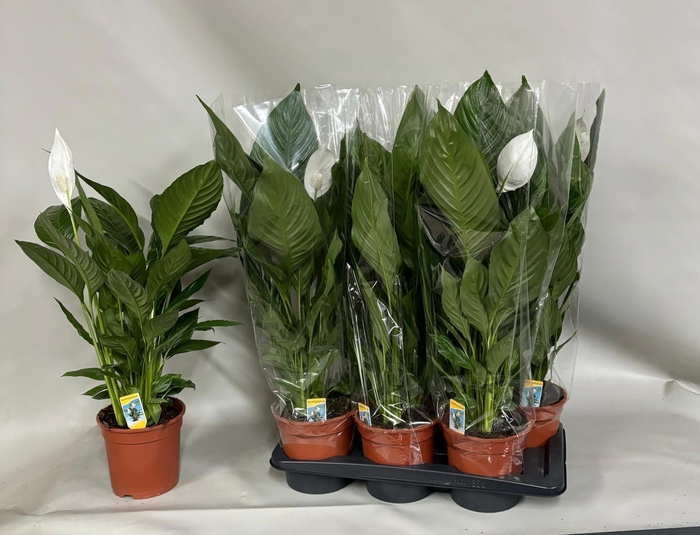 <h4>SPATH VERDI</h4>