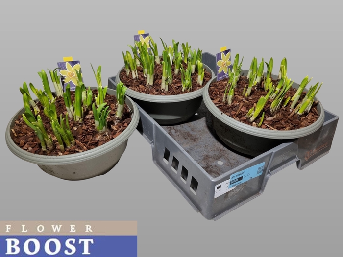 <h4>NARC O TETE A TETE</h4>